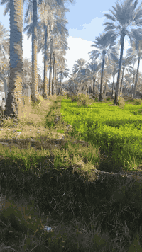 نص دونم • طابو زراعي • نزلة الميلاح