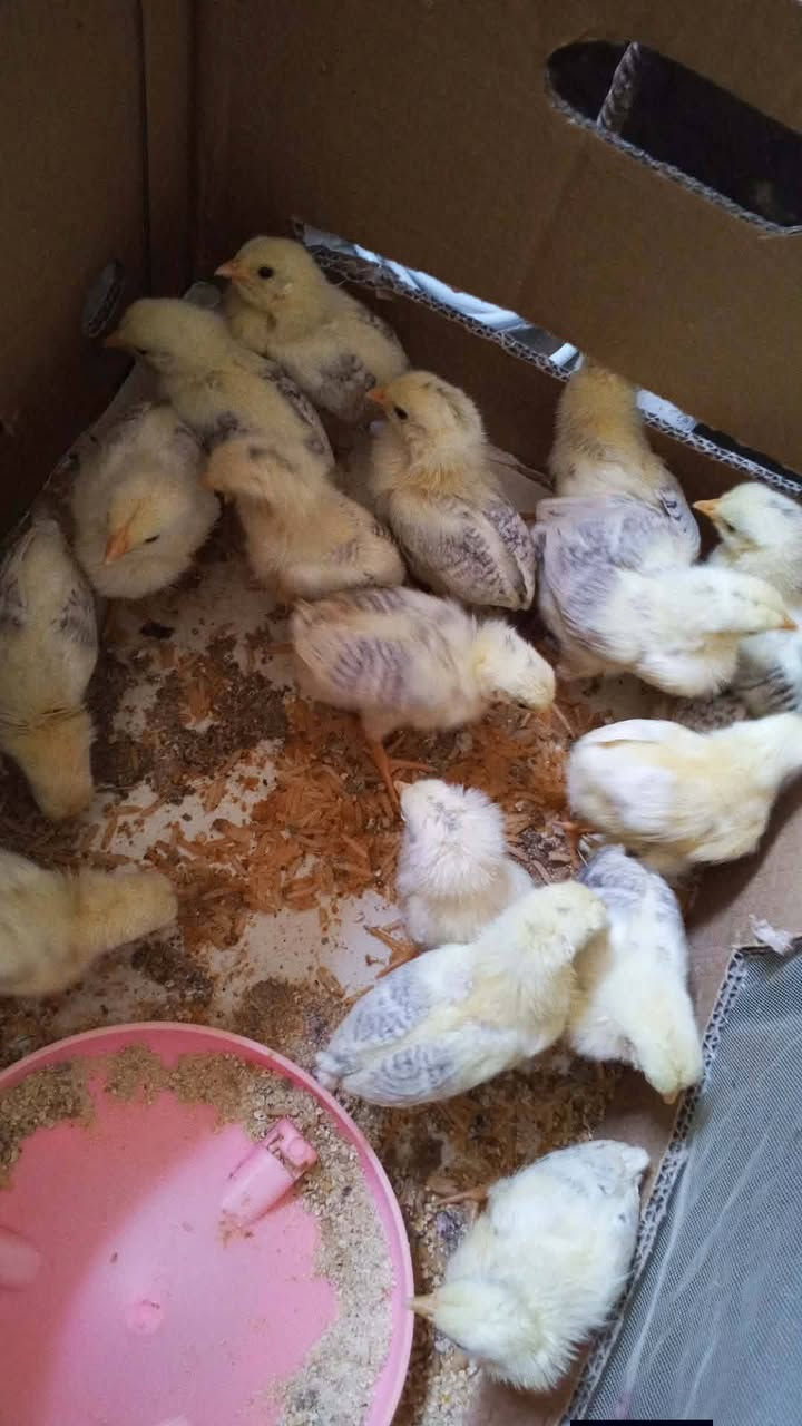 بسبب العطلات اعيد النشر
شباب عندي دجاج دندراوي 🐓اميات بياضات للبيع
وعندي وجبات🐥 افراخ دندراوي للبيع
عندي العمر شهر  سعر الزوج 25👉
عندي العمر 17 يوم  سعر الزوج 20 👉
اقرا  المنشور قبل لترسلني خاص  مكاني رمادي 
‏‪***********‬‏
