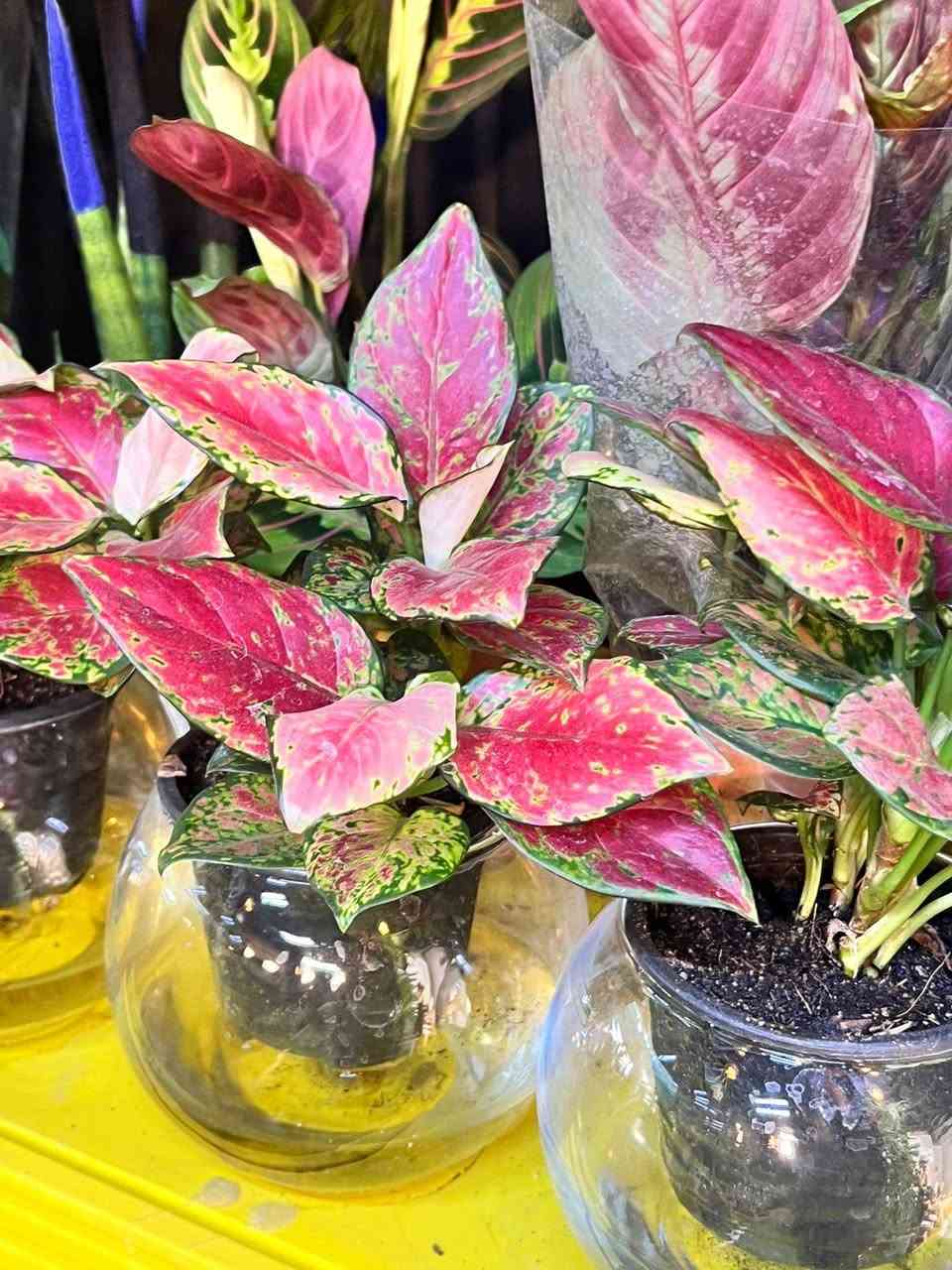 من مشتل البيجية.. الطبيعة بين يديك! 🌸🌵
لا تكتمل أناقة منزلك إلا بلمسة خضراء. تشكيلة مميزة من النباتات المنزلية والزهور العطرية بانتظارك في المنصور.
📍 تجدونا في:قرب براند اوتليت،البيجية، الكرخ، بغداد.
📞 للطلب والاستفسار: ***********
#مشتل_البيجية #نباتات_منزلية #جمال_الطبيعة #بغداد #المنصور
