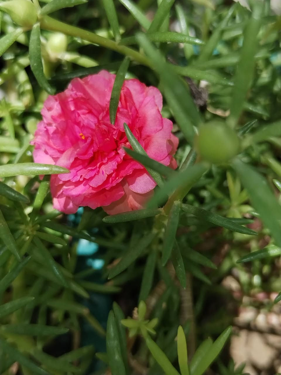 متاح لدينا شتلات نبات ورد الصباح العراقي الوان لطلب والحجز واتساب ***********
السماوه أو مراسلة الصفحه يوجد خدمة توصيل طلبات داخل السماوه ولكافة المحافظات لباب البيت أنواع البذور الاستوائية النادره
