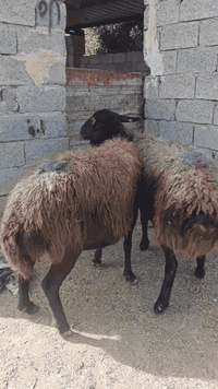 السلام عليكم متاح نعاج عدد ٧ حطط مكاني بغداد التاجي الي يريدهن يتصل ويدلل
***********
***********
