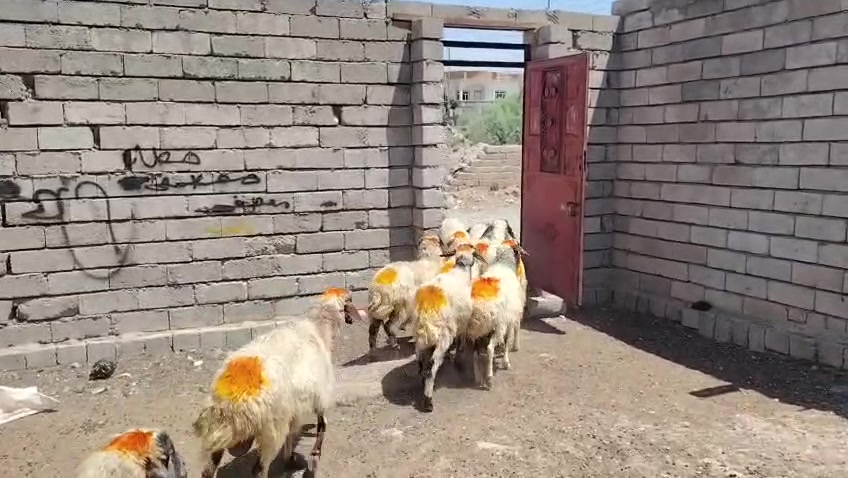 سلام عليكم
يوجد نعاج عشر وبيه محنيه ملات جنيه  سنهن درجه اوله  مراح واحد المكان بيجي حي العصري الشراي يخابرني عله رقم ***********
