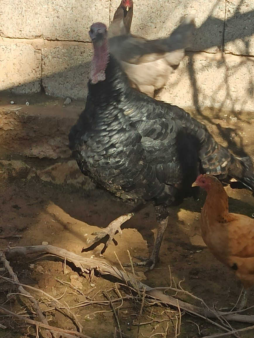 ديج بصره للبيع 
***********
