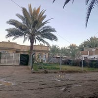 بابل السده الهندية • ٣ دوانم • نخيل وفواكه