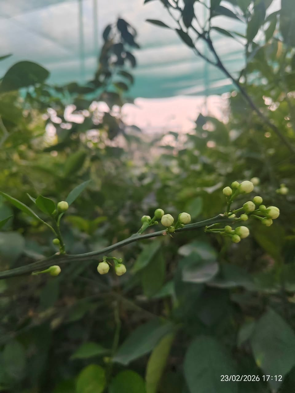 🌿🍊 متوفر لدينا أشجار حمضيات متنوعة بأسعار مناسبة وجودة ممتازة 🍊🌿
الأسعار تختلف حسب النوع والارتفاع
🔸 رارنج – 2000 د.ع
🔸 برتقال عراقي – 3000 / 6000 / 8000 د.ع
🔸 برتقال أبو الصرة – 5000 د.ع
🔸 برتقال دموي – 5000 د.ع
🔸 برتقال أسود – 10000 د.ع
🔸 برتقال منويلا – 10000 د.ع
🔸 سندي هندي – 5000 د.ع
🔸 كرينفول – 5000 د.ع
🔸 نومي حلو – 5000 د.ع
🔸 نومي بصرة – 3000 د.ع
🔸 لالنكي أكينو – 3000 د.ع
🔸 ليمون نومي حامض – 3000 / 8000 د.ع
🔸 لالنكي مصري وعراقي – 6000 / 8000 د.ع
🔸 جويفة – 4000 د.ع
🔸 أترنج – 7000 د.ع
🌱 الشتلات قوية ومكفولة وخالية من الأمراض
📏 تتوفر بأحجام وارتفاعات مختلفة

للتواصل (*********** / ***********)

 موقع المشتل ( الحساوية مجاور ملعب الشعب)

وقت العمل العصر فقط من الساعة 3 الى اذان المغرب
بأدارة محمد عماد
