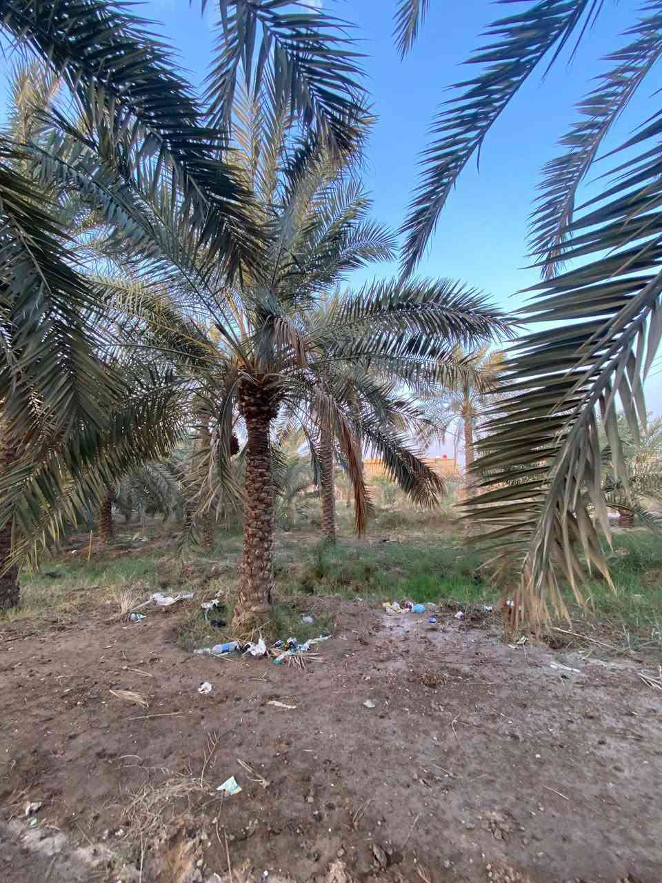 السلام عليكم ورحمة الله وبركاته 
تتوفر قطعه ارض بمساحه ٤٠٠٠ متر 
طابو ملك صرف تحويل سهم بلاسم 
مثل ما موضح بصوره ارض صالحه لزراعه 
والنخيل ماشاءالله متنوع وبيها انواع من النخيل تتوفر كافه الخدمات ماء كهرباء 
شارع 🔟 متر الموقع بصره ابو الخصيب حمدان سعر الدونم ٤٧٥ وقابل للتفاوض 
للاستفسار عن العقار ***********
