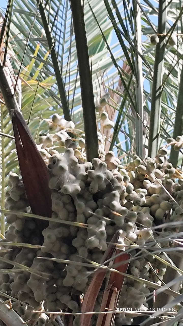 بسم الله الرحمن الرحيم 
عمل  ذي قار الناصريه فقط 
يوجد كادر متخصص  علاج النخيل  (الثمر)  من  العناكب  والغبيره   بجهزه حديثه  العمل في الناصريه فقط. رقم  *********** واتساب
