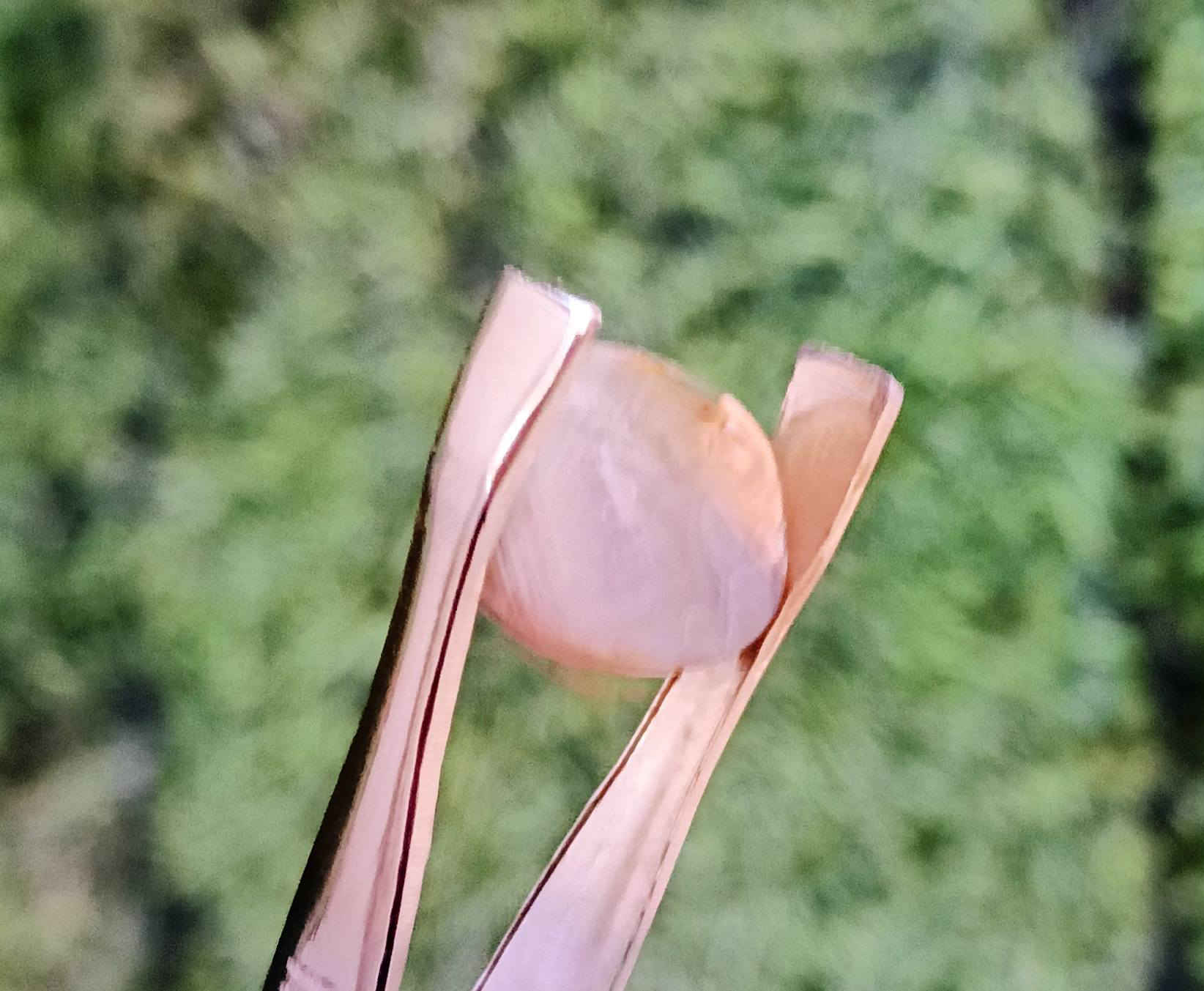 سليماني عطــــف رصاصي عيون للبيع بـــــ 15ـــــ ***********واتساب
