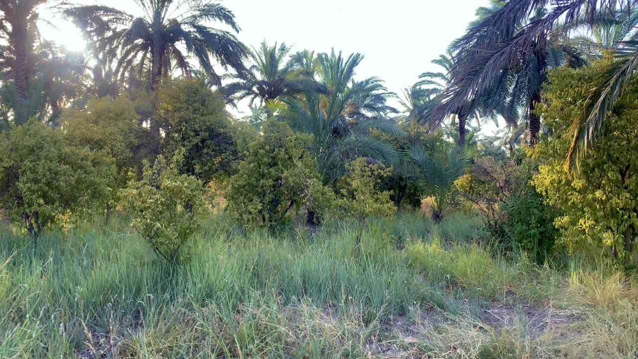 السلام عليكم دونمين ( للبيع )تريد نص تريد دونم  موجود مسيج
في بغداد عرب جبور /السدة نزلة شيخ زوين 
سند 25(طابو البياع)
كهرباء و مي و تبليط  متوفر

0772 806 0015

***********
واجهة 50 ونزال 100
باقي التفاصيل بالفديو
