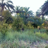 دونمين ( للبيع )تريد نص تريد دونم  موجود مسيج في بغداد عرب جبور /السدة...