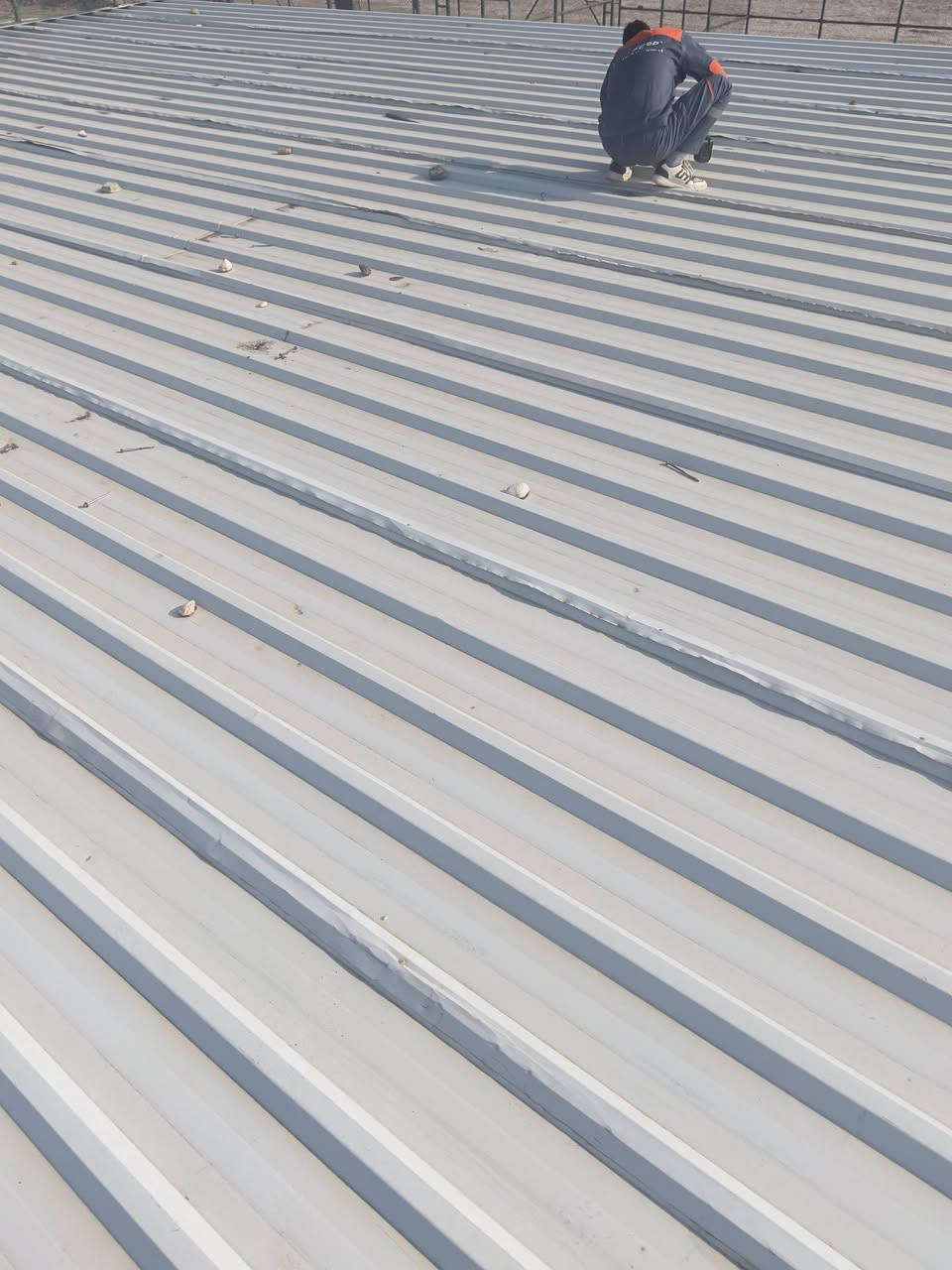 سلام عليكم نشتري ونبيع كافت سندويج شخاط بواري تفليش حقول جملونات شعدكم نشتري موجود خاص واتساب *********** اسعار مناسبه مكان بابل اسكندريه شاخه
