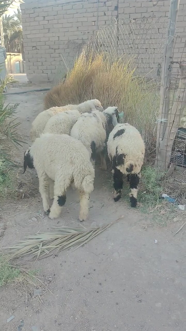 طليان لبيع ذكوره 3وثنين نثايه سمان كلش سعر الواحد على 235المكان ناصريه البطحه التصال على الرقم ***********
