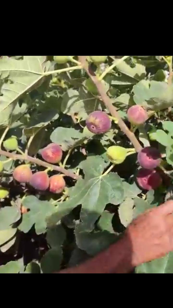 يتوفر لدينا شتلات تين العبيد السعودي
وتين كادوتا الإيطالي.
نتهعد بضمان الصنف لحين الإنتاج.
بيع جمله مفرد اسعار حسب الارتفاع.
ارتفاع أكثر ٥٠سم سعر ٥٠٠٠الف
ارتفاع  اقل ب  ٣٥٠٠.
للحجز والاستفسار الاتصال على الرقم *********** جاسم الخليفاوي العنوان الخالديه شارع العام مقابل بلديه الخالديه
