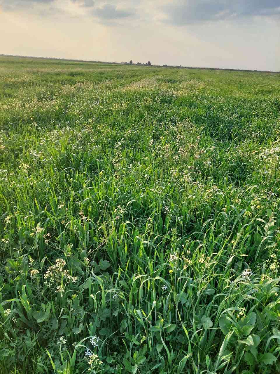 سلام عليكم
12 دونم حشيش تريد سراحه المكان دلمج صدر حوار اي ستفسار ع هاذه الرقم  ***********
