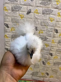 كوجي • دجاج • كوجي ألوان • دجاج ملقح • دواجن • طيور • زوج دجاج