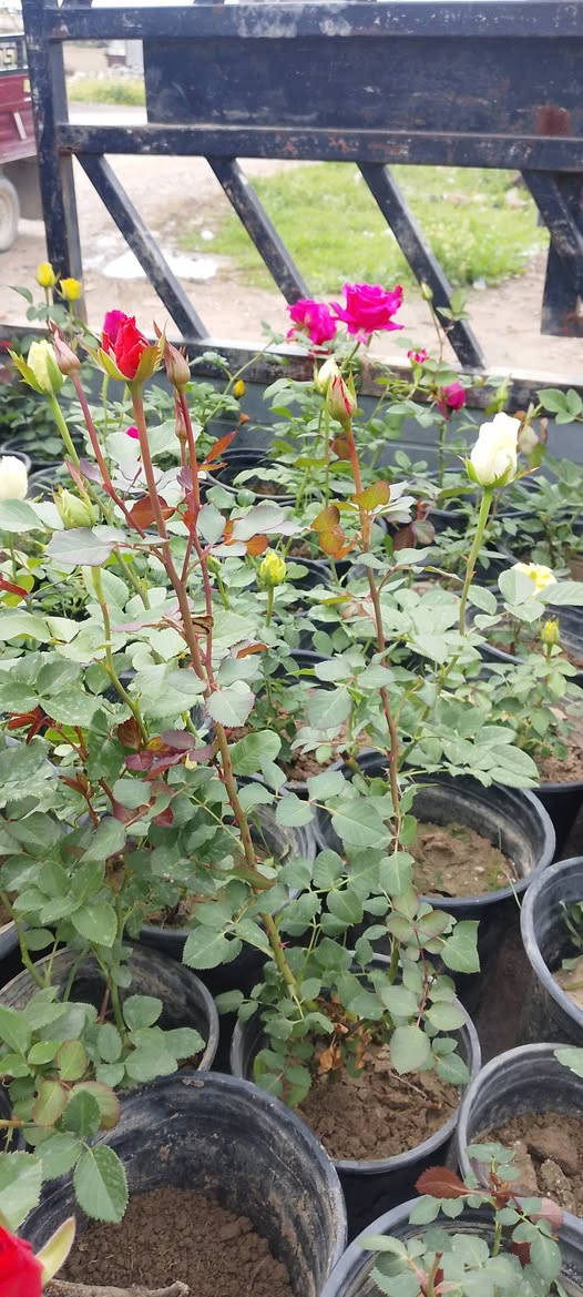 جوري جاهز للبيع 
ناحية الزاب مفرق الصباغية 
***********
