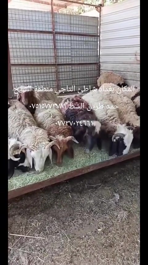 المكان الشيخ حمد مشروع طارق الأسعار تبدي من ٣٣٠ لل٤٠٠ الواحد بيها مجال ممقفولة الأسعار والياخذها شلع سعرها كلش حلو


**إذا كنت صاحب هذا الإعلان وتريد حذفه لأي سبب، رجاءا أرسل رسالة إلى الدعم الفني**