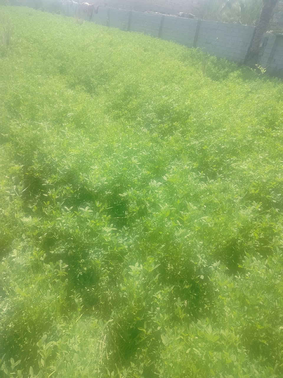 برسيم حشه ثانيه بيه اربع ستوتات
مكاني الساده آل بوهلاله
***********
