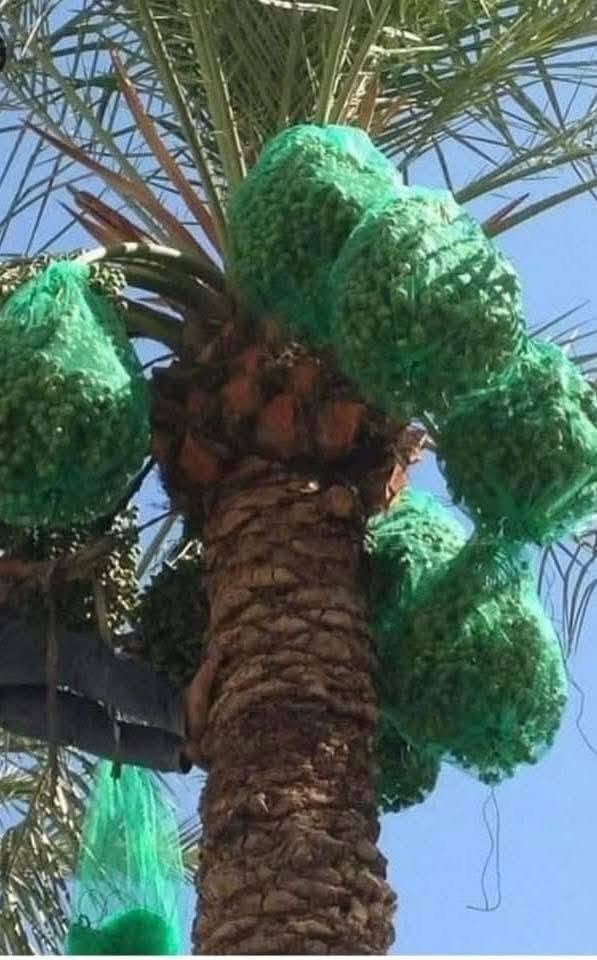 متوفر للبيع أكياس النخيل  السعر 500دينار 🌴🌴🌴🌴🌴🌴🌴🌴العنوان الانبار راوه الجديده آخر شارع بيت علي حماد محمد وعدنا توصيل راوه عانه القائم حديثه الرمادي الفلوجه بغداد العامريه وحي الجامعه واليرموك والمنصور التوصيل حسب المكان واليجي يختار حيا الله


**إذا كنت صاحب هذا الإعلان وتريد حذفه لأي سبب، رجاءا أرسل رسالة إلى الدعم الفني**