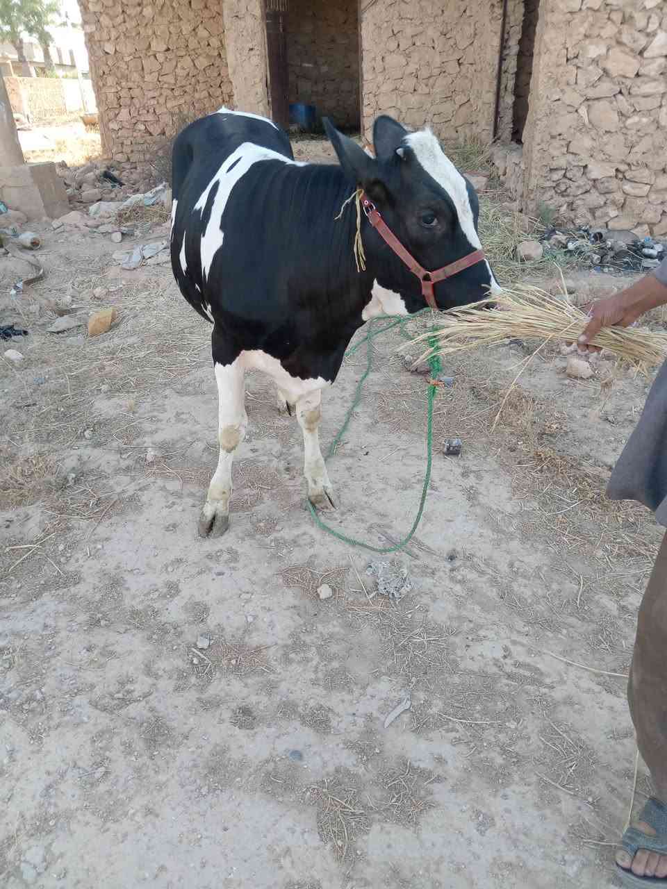 السلام عليكم بكره فريزيه زراعيه السعر 2600 اتصال على الرقم ***********
