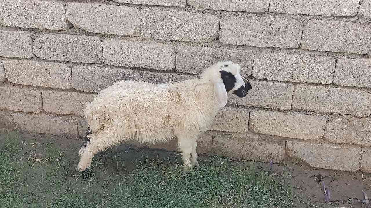 يوجد فطيمه البيع شرط النصاحة المكان بيجي حي العصري رقم الهاتف***********
***********
