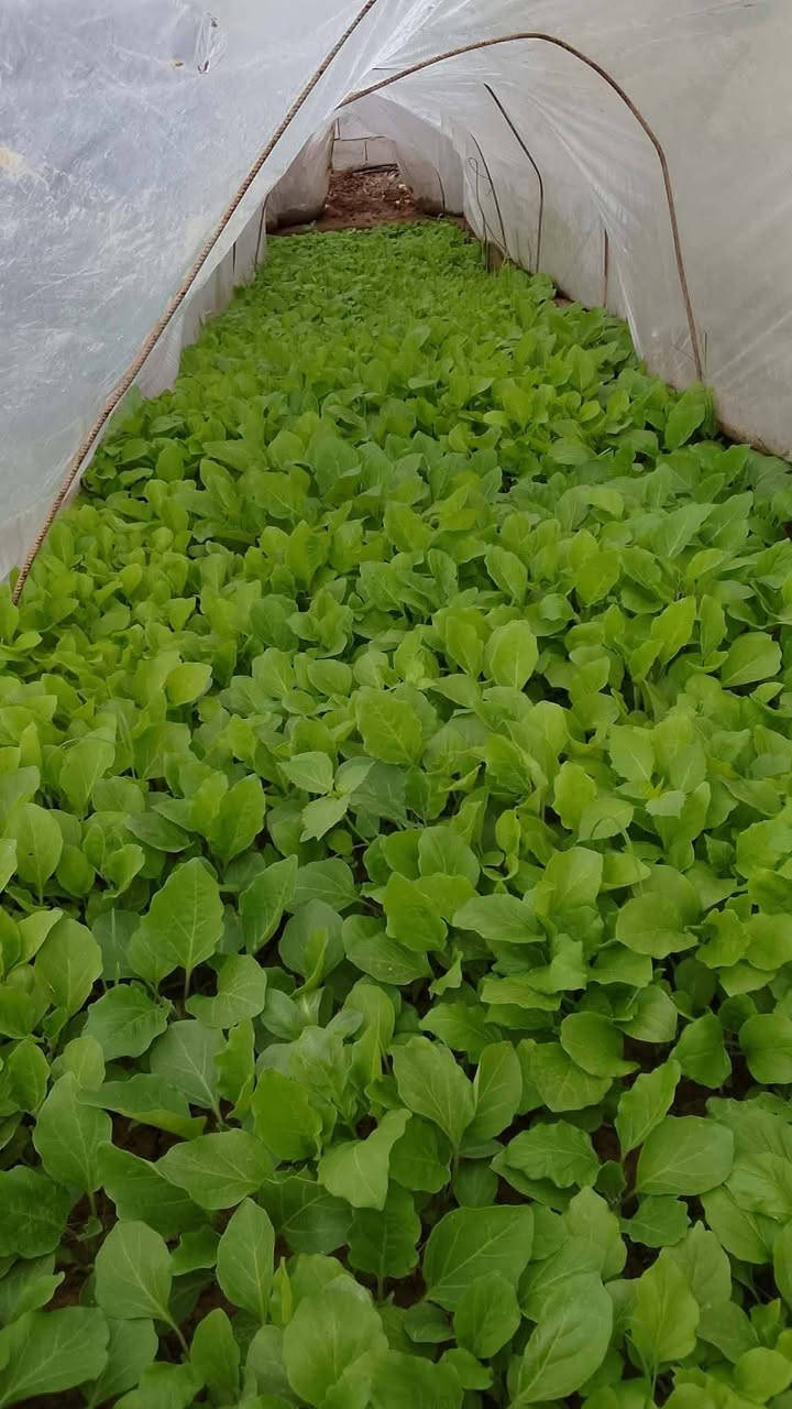 سلام عليكم يوجد شتال بيذنجان منطقه الامين ***********
