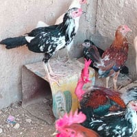 فراريج • ٤ أشهر • حديثة