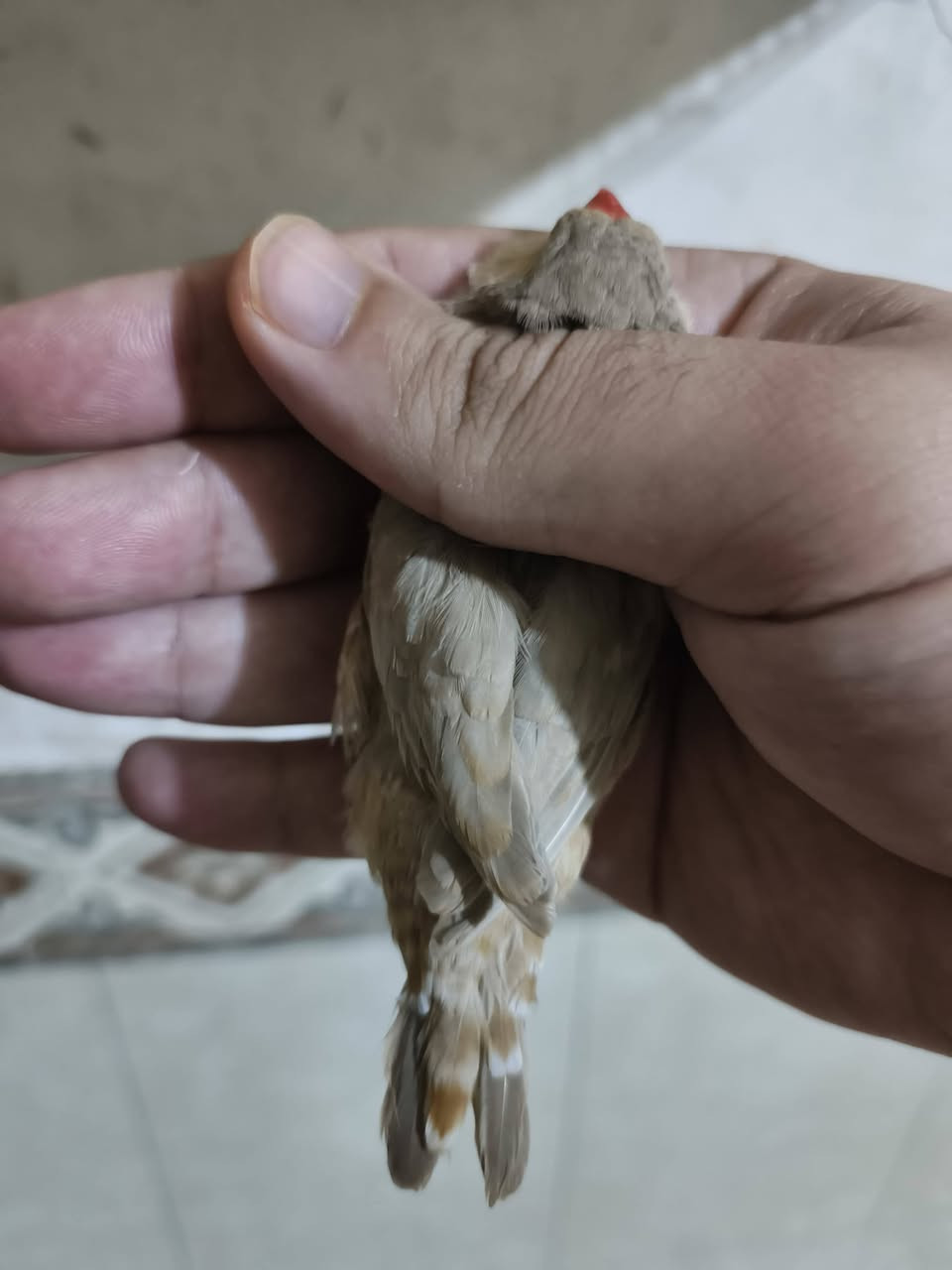سلام عليكم المنشور صاحب الخبره بل فناجس ركززز عل فديو  والحجام
طيره وفحل فول اورنج حجم سوبر خشن + تك فحل نورمل حجم انكليزي  صحه بفضل الله ✅
المكان النجف حي العسكري 
السعر 130 شراي راسلني وتدلل


**إذا كنت صاحب هذا الإعلان وتريد حذفه لأي سبب، رجاءا أرسل رسالة إلى الدعم الفني**