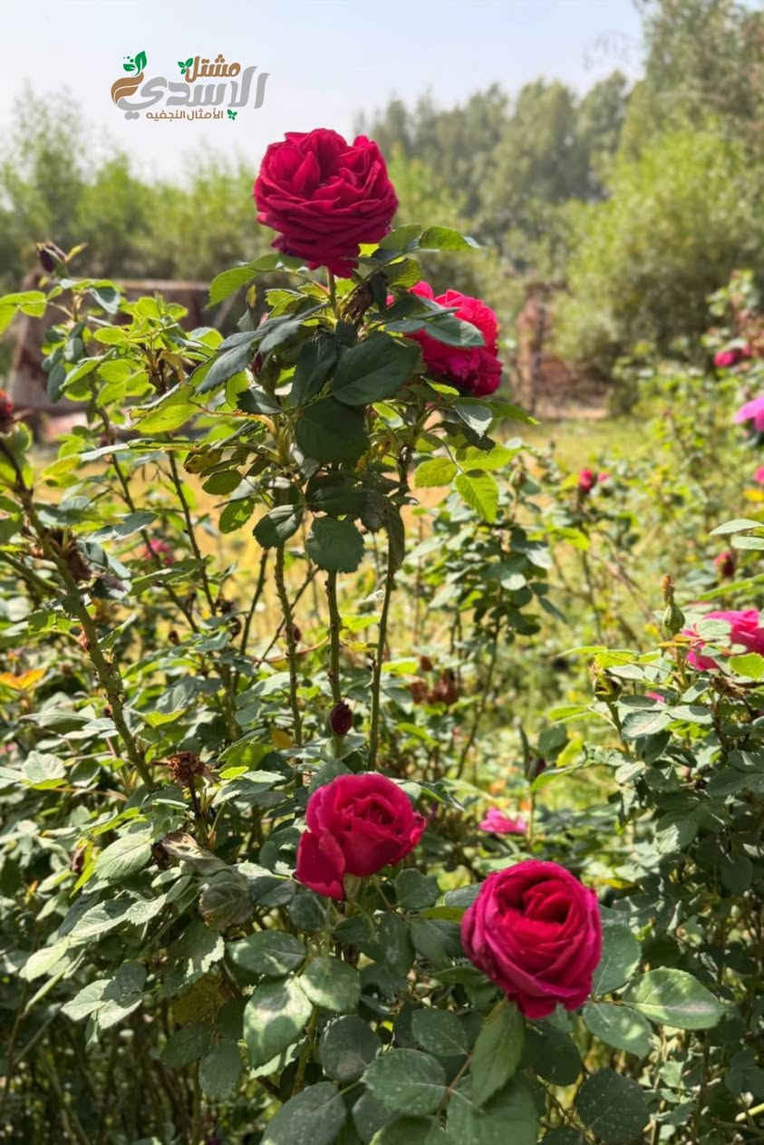 ياالله ياالله ياالله 📢📢يعلن مشتل شركة الأمثال النجفيه عن قنبلة الموسم توفر الورد الجوري السلطاني الوردي العطري حجم كبير جدا  امهات كيس ارتفاع متر أو أكثر بسعر 5000وكل ثلاث شتلات بسعر 10000سعر حارق خارق🔥🔥🔥
ومتوفر البيع بالجمله
للحجز والاستفسار مراسلة الصفحه أو الاتصال بالرقم التالي ***********
توصيل داخل النجف الاشرف فقط بسعر 3000
#شركة_الأمثال_النجفيه
