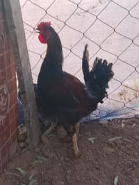 ديوكة • عدد ٢ • توصيل