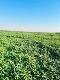 كوت • ١٠٠ دونم • ضمان سيسبان