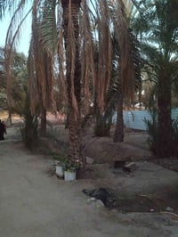 أبو الخصيب الوسطى • ١١٠٠م • طابو زراعي