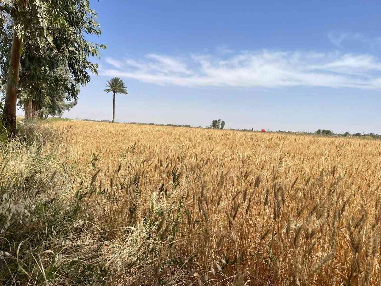 🌟 عرض اليوم 🌟

أرض للبيع — طابو زراعي سند ٢٥ تحويل مباشر
المساحة الكلية ٢٠ دونم
قطعة راقية جداً على شكل مربع ومزروعة بالكامل 🌱

📍الموقع مميز جداً
الرمادي ناحية اليرموك بداية منطقة القرية العصرية 
تصلح للسكن أو لأي مشروع استثماري ناجح بسبب موقعها الجغرافي والخدمات المتوفرة بالكامل:
✔️ ماء
✔️ كهرباء
✔️ تبليط
✔️ مدارس
✔️ خدمات بلدية

✨ الأرض معزولة عن الزخم السكني وتوفر راحة وأمان واستقرار للمستقبل
✨ شكلها المربع وعلى شارعين يخدم أي مشروع
✨ تكدر تقسمها دوانم أو تحولها قطع سكنية وتستثمرها بالشكل اللي يناسبك

💰 سعر الدونم: ١٢ مليون فقط

📞 هذا العرض من مكتب عدنان العسافي للخدمات العقارية
للتواصل والاستفسار:
*********** واتساب
*********** واتساب

📍أو زيارة مكتبنا:
الرمادي — ناحية اليرموك — قرب بناية ناحية اليرموك — الفرع الأول

نستقبل جميع العروض العقارية داخل مدينة الرمادي 🤝

أبو أحمد
أيابه شحياكم الله 🌹

#الرمادي
#اليرموك
#عقارات_الرمادي
#اراضي_للبيع
#استثمار
#ارض_زراعية
#عقار
#بيع_وشراء
#الانبار
#استثمار_عقاري
#مكتب_عدنان_العسافي
#عروض_عقارية
#اراضي
#مشاريع_استثمارية
#طابو_زراعي
#سكن_واستثمار
#عقار_الانبار
#الرمادي_الآن
#ابو_احمد
#عقارات_العراق

