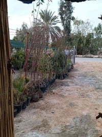 مشتل نور المرتضى • اشجار متنوعة • بابل