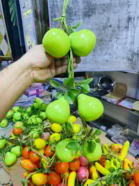 معلّق فواكه • خانقين تولفروش • توصيل