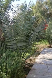 مزرعه دونم • شط الصب • ٥٠نخله