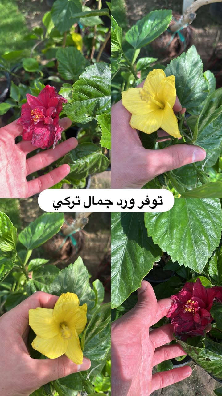 اللهم صلي وسلم على سيدنا محمد وعلى اله وصحبة وسلم تسليما.
توفر في مشتل ابو علي الفراجي أنواع الورود المختلفه 🤍

العنوان : بغداد /سلمان باك / قرب جامع سعد /شارع الحدادين 🤍

سوينا لكم بيج على برنامج الإنستقرام لكي نجاوب على اسئلتكم المتنوعه 

اسم البيج : بيج مشتل ابو علي الفراجي 

يوزر البيج: l0.33.m

رابط البيج:https://www.instagram.com/l0.33.m?igsh=bGZmMGw4bTN2ODZw

مشتل ابو علي الفراجي يرحب بالجميع 🤍


**إذا كنت صاحب هذا الإعلان وتريد حذفه لأي سبب، رجاءا أرسل رسالة إلى الدعم الفني**