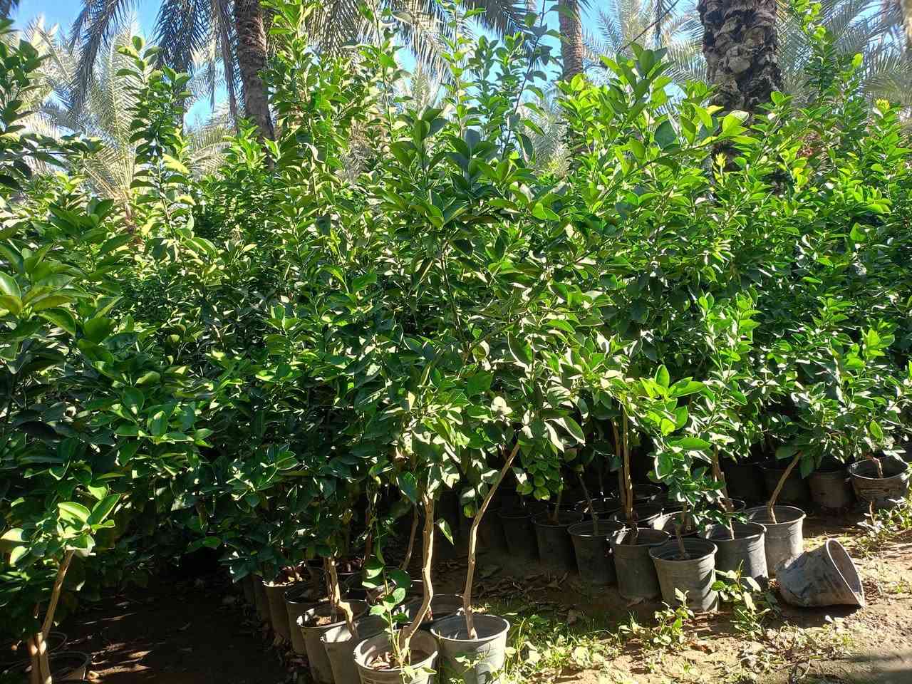 مشتل كرار الزراعي      لايوجد توصيل اعتذر منكم فقط للجمله 

يتوفر        يتم تجهيز كل محافظات 

برتقال عراقي 
  ليمون عراقي🍋 
سندي عراقي
لالنكي عراقي 
الكرفود عراقي
الاسعار جمله فقط سعر جمله 9٫000 دينار
العنوان جزيرة بغداد السياحيه قرب باب اولئ واتساب ***********
حجم سندان 24 عود جبر
