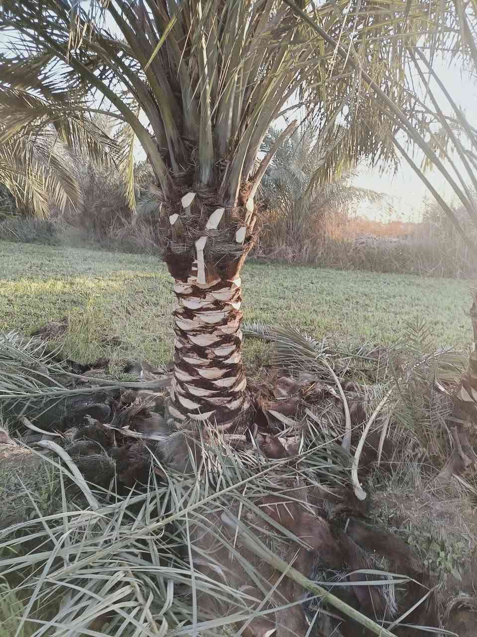 السلام عليكم 
تكريب نخل 
شلاع فسايل/ تجذير فسايل 
شغل درجه اولى /***********
