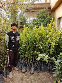 حمضيات • برتقال ليمون • تكريت عوينات