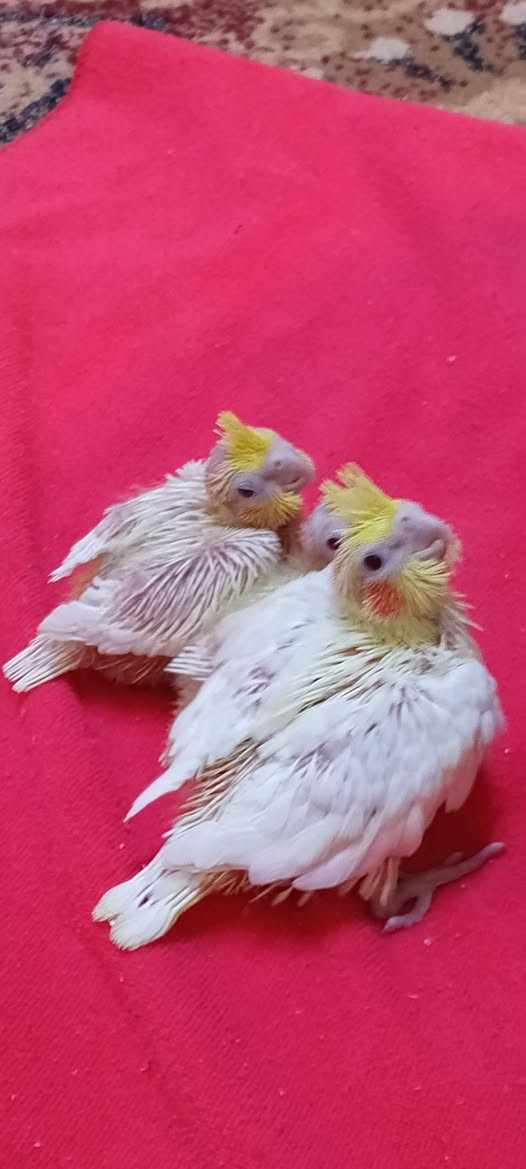 السلام عليكم 
متاح 3 افراخ كوكتيل للبيع 
شكري عيون حمر 
شرط الصحة وجاهزات للزق والتأليف 
سعر التك 25 قفل 🔒 
مكاني بالرفاعي


**إذا كنت صاحب هذا الإعلان وتريد حذفه لأي سبب، رجاءا أرسل رسالة إلى الدعم الفني**