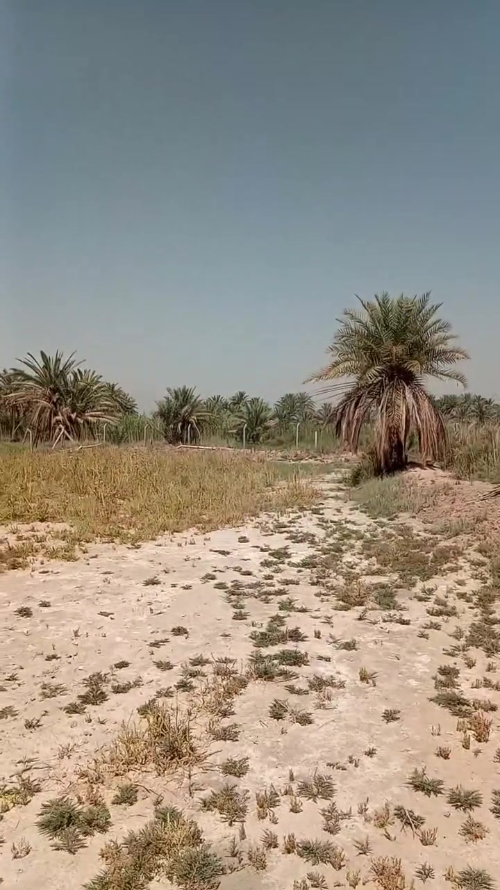 ارض زراعيه تقع في ابو صخير قرب السيد ابو الشون طابو زراعي سند 25 للبيع المساحه الكليه دونم وربع ..للمعلومات اكثر الاتصال ***********
