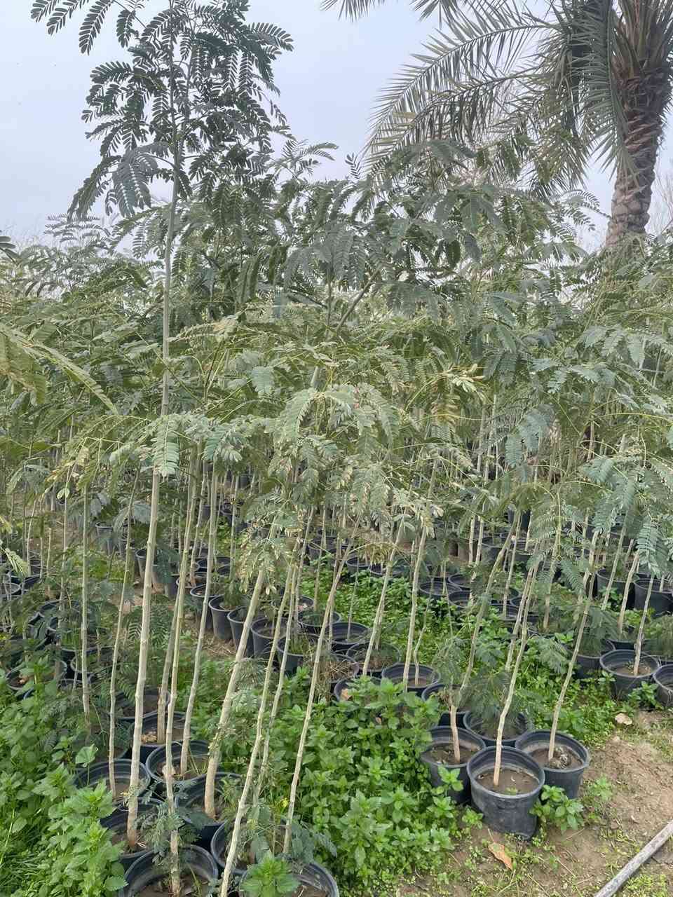 السلام عليكم يتوفر 
البيزيا خشنه سندانه 24 يوجد جمله ومفرد يوجد توصيل داخل بغداد لطلب والاستفسار


**إذا كنت صاحب هذا الإعلان وتريد حذفه لأي سبب، رجاءا أرسل رسالة إلى الدعم الفني**