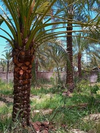 دونم • ركن على شارعين • حي المهندسين