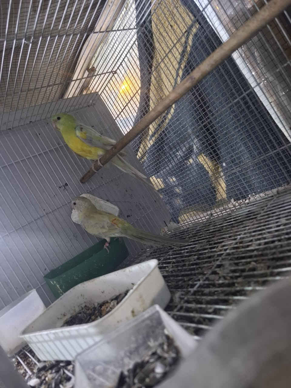 السلام عليكم زوج ابراكيت مغرد الطيور نظافه وخشانه وشرط النتاج الطيور مضمونه مكاني المسيب سعرهن ١٣٠ ***********
