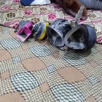 يوجد لدينا هورن طاط بهبهان الاتصال:07717828665