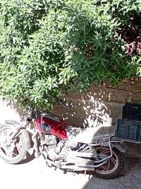 دراجة • تراوس • بيها مجال