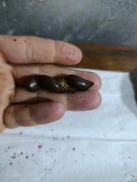 حجار • نوادر • بغداد