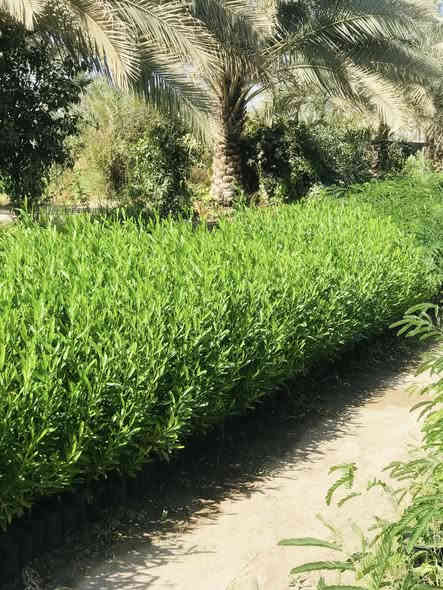 السلام عليكم 
متوفر ددونيا ارتفاع متر وفوك سعر جمله 500
وايضا متوفر البيزيا لبخ سندان 19 ارتفاع متر ونصف سعر جمله 1500 

حله /قرب العلويه شريفه (ع)
***********
