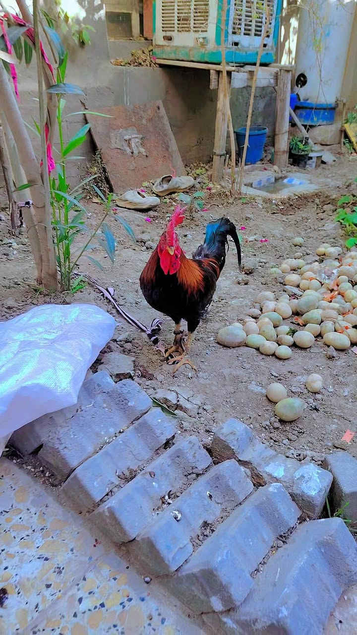 سلام عليكم ديج عرب شمسي و دجاجه عرب شوكي بياضه صاحيات و نضيفات سعرهن 38  المشخاب يم المحكمة


**إذا كنت صاحب هذا الإعلان وتريد حذفه لأي سبب، رجاءا أرسل رسالة إلى الدعم الفني**